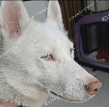 We have a lovely blue eyes girl husky