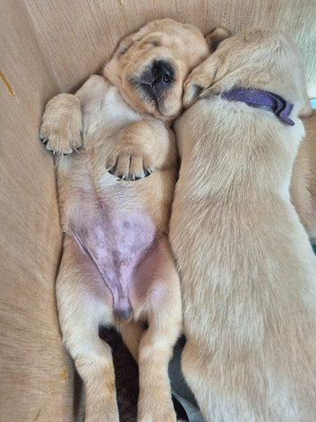 QUALITY Labrador retriever puppies KC Reg