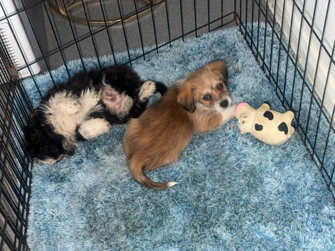 Shihzu cross males