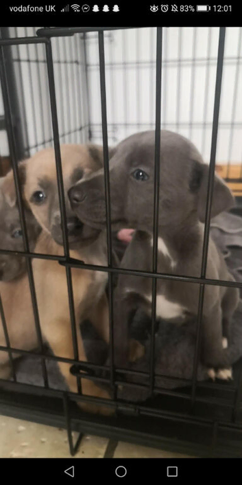 Bull whippets