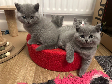 Beautiful British Shorthair Kittens