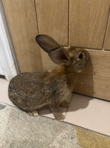 brown rex rabbit