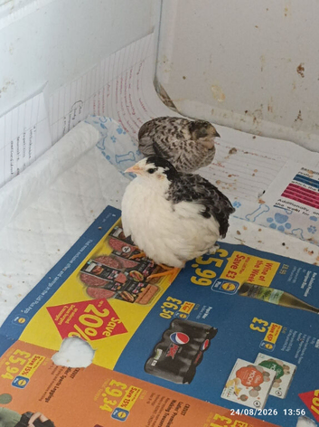 Available Tiny Button Quails 1 x male Tuxedo pied and 2 grey tone females &pound;34 the 3 bird group