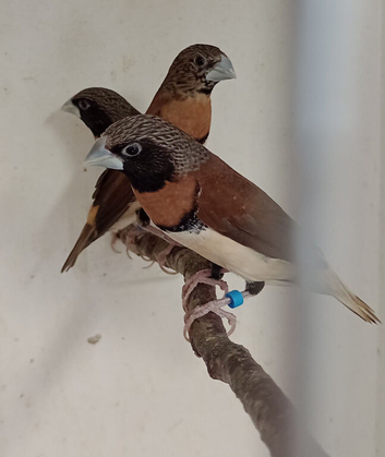 Chestnut Breasted Mannequins ONE LEFT