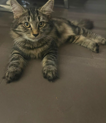 Female Kitten