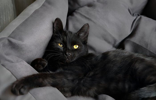 5 beautiful kittens for sale