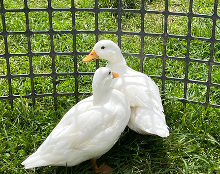 6 week old pair ( drake & duck ) of white call ducks