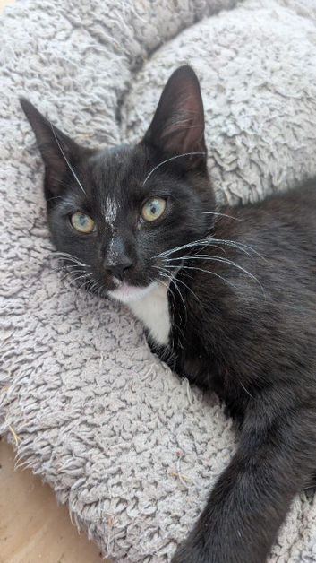 Urgent homes needed for lovely kittens available now