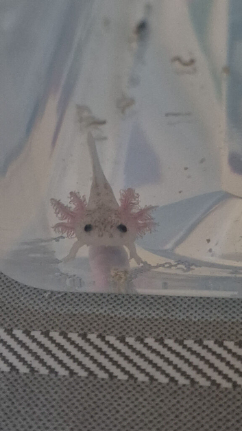 Baby axolotl ready now