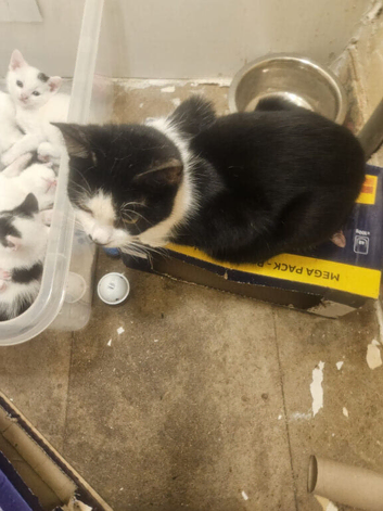 Three Kittens