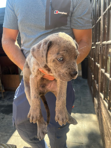 Cane Corso X Mastiff Puppies