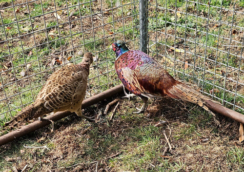 Ringneck Pheasants