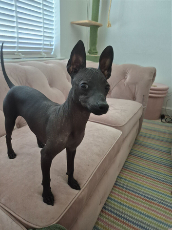 Mexican hairless xolo miniature