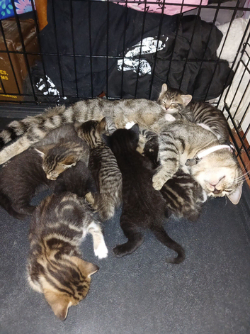 6 tabby kittens