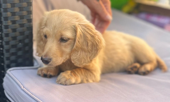 long haired miniature dachshund cream puppies  for sale