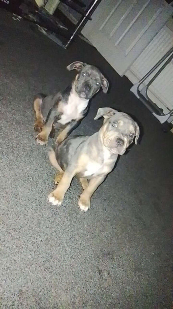 American bulldog/staffy
