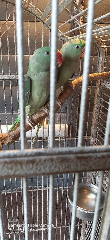 Two Alexandrine Parrots for Sale - 6 Months Old