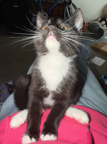 Male kittens