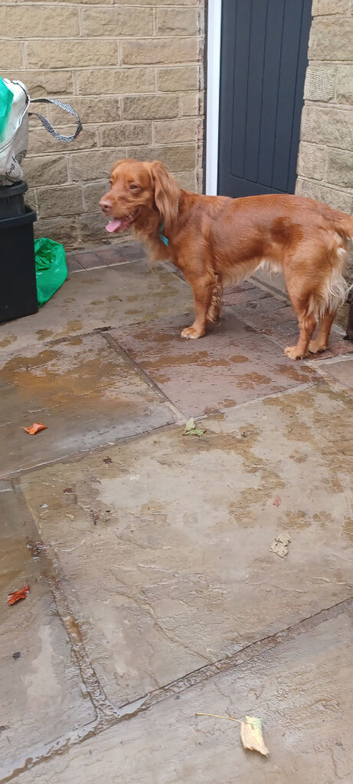 Male cocker spanial dog