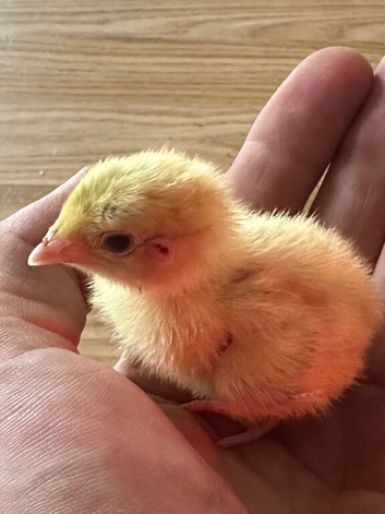 Japanese quail