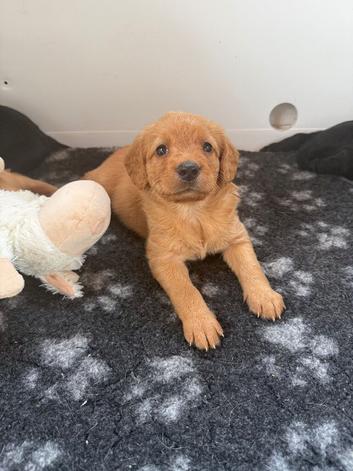 Miniature labradoodle