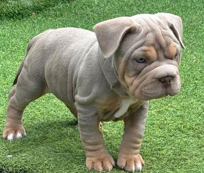 French bulldog x Pocket bully puppies for sale! READY NOW!!!