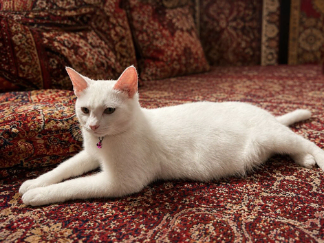 Mix girl looking for forever home