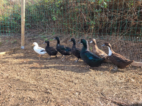 2 ducks 1 drake