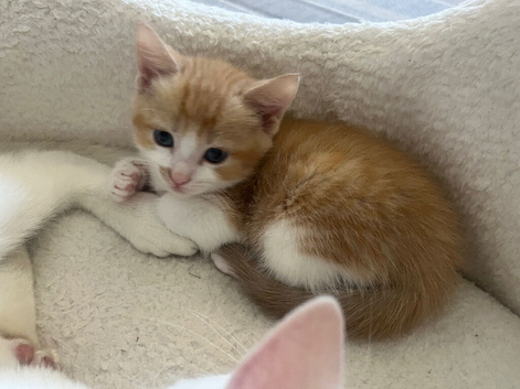 Softest/ cutest kittens