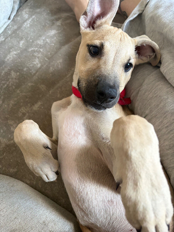 Sandy male staff pup