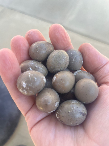 Chinese paintedqyail eggs available