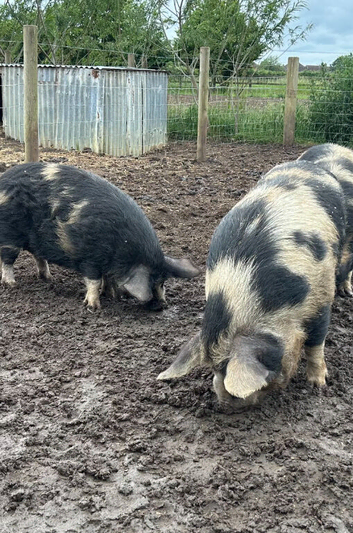 Kune Kune Breeding Pair, 18 months old. Loving characters and boar proven.