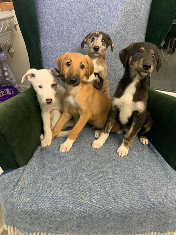 Ready now - Blue Merle Collie X Lurcher puppies