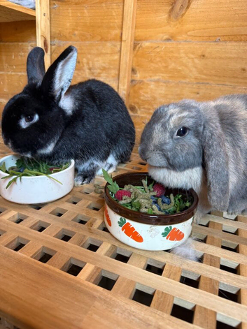 Bonded male/female rabbit pair looking for a loving new home together.