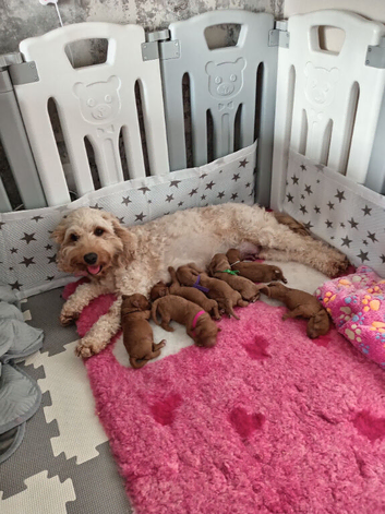 F1b Red Cockapoo puppies