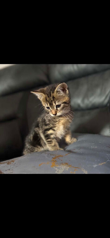 3 beautiful kittens looking for their forever homes