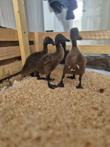 Indian runner ducks