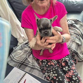 Pedigree French Bulldog Puppies for sale
