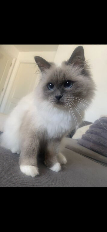 Beautiful ragdoll