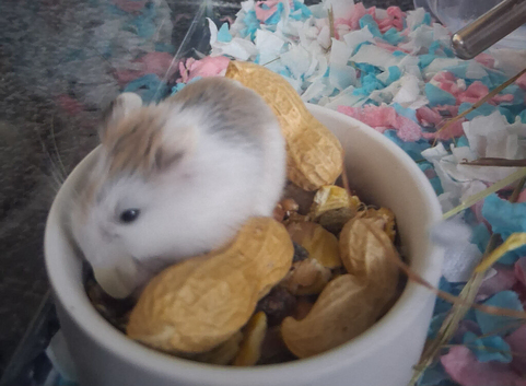 3 week old male robo hamster