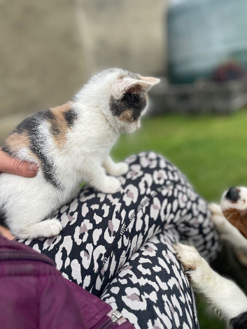 Gorgeous Kitten