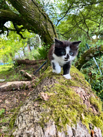 Sweet Black-and-White Kitten Brothers Looking for a Home&rdquo;?