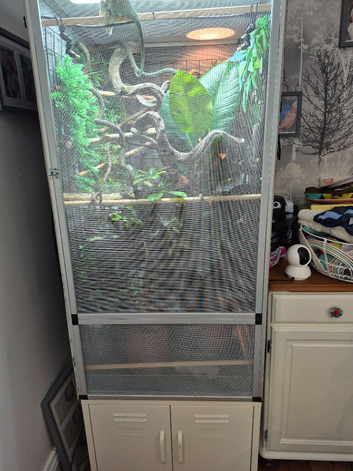 Beautiful male 2 year old chameleon looking for new home