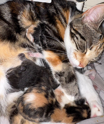 Two female kittens
