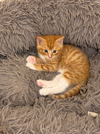 1 male little ginger and white kitten