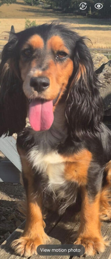 KC REGISTERED WORKING COCKER SPANIEL PUPPIES