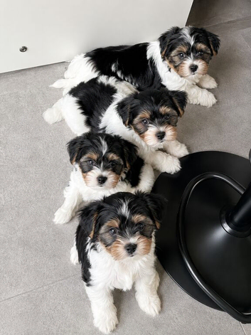 Beautiful Biewer Yorkshire Terrier Puppies &ndash; Standard Size