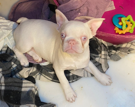Reduced Last female Pink KC registered French Bulldog puppy