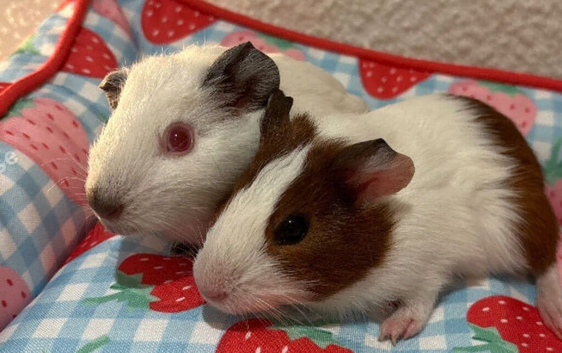 Male baby boys
