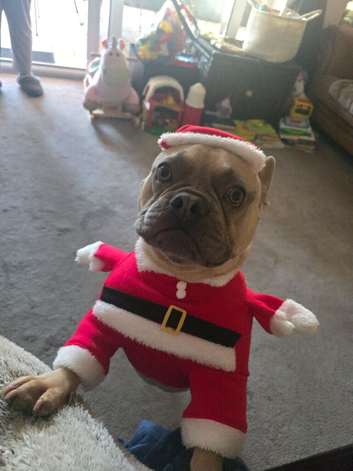 Frank the Frenchie